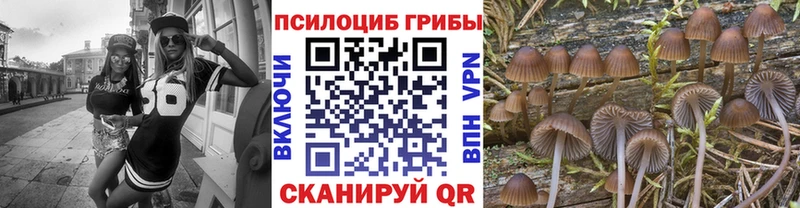 Псилоцибиновые грибы Cubensis  darknet состав  Кировград 